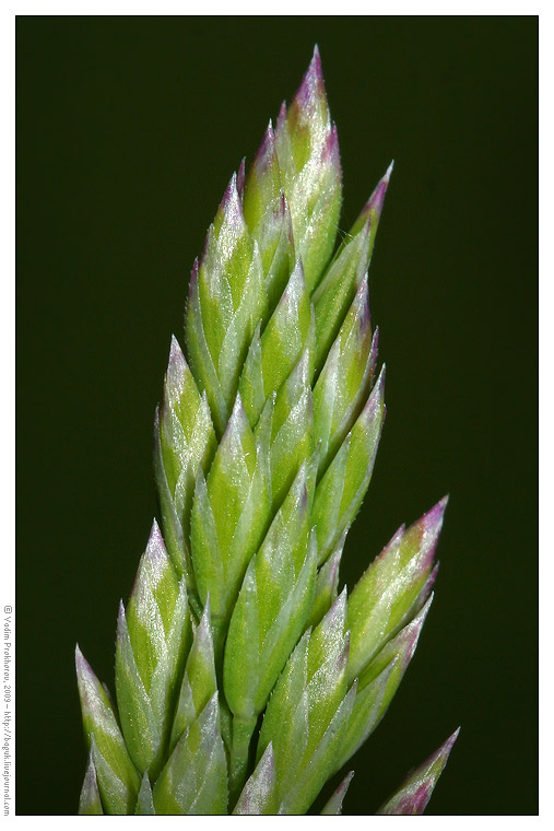 Image of Poa trivialis specimen.