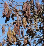 Alnus glutinosa. Веточка с распускающимися соцветиями и прошлогодними соплодиями. Германия, г. Кемпен, в городском саду. 05.03.2013.