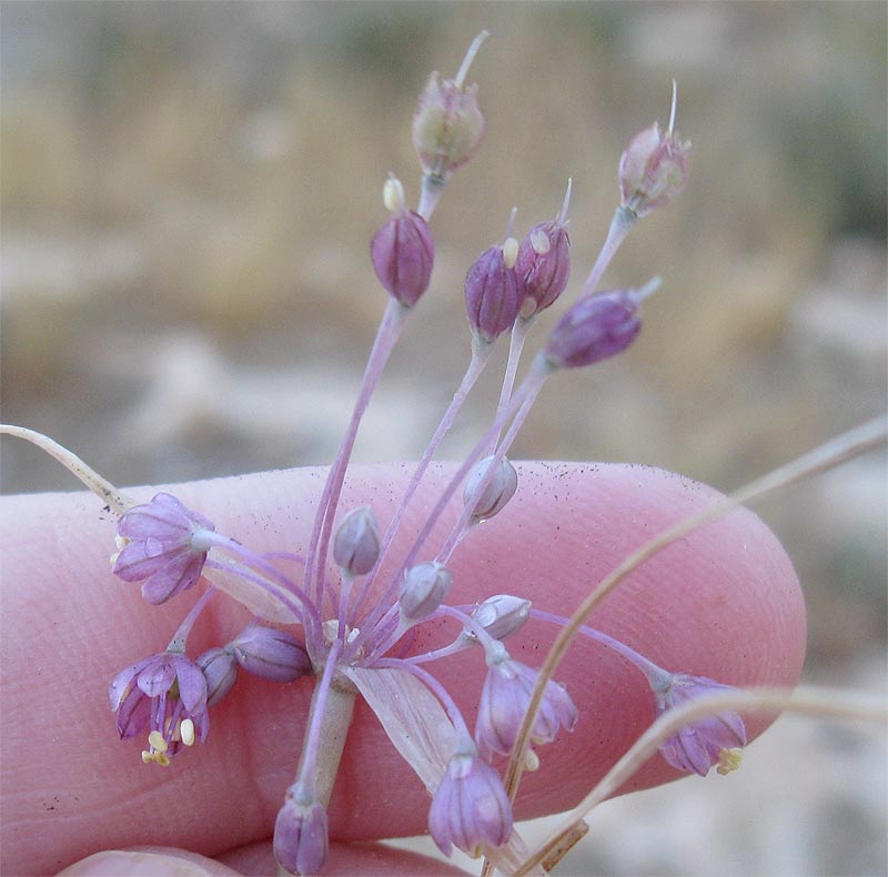 Изображение особи Allium daninianum.