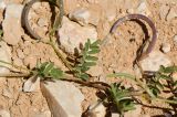 Astragalus callichrous