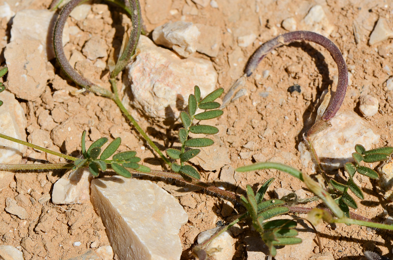 Image of Astragalus callichrous specimen.