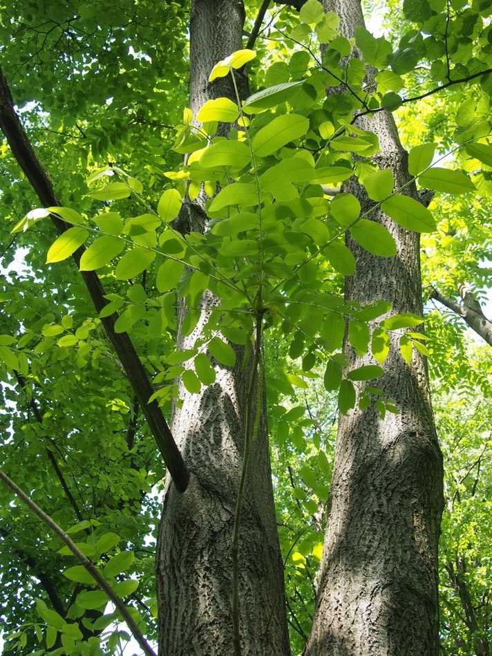 Изображение особи род Juglans.