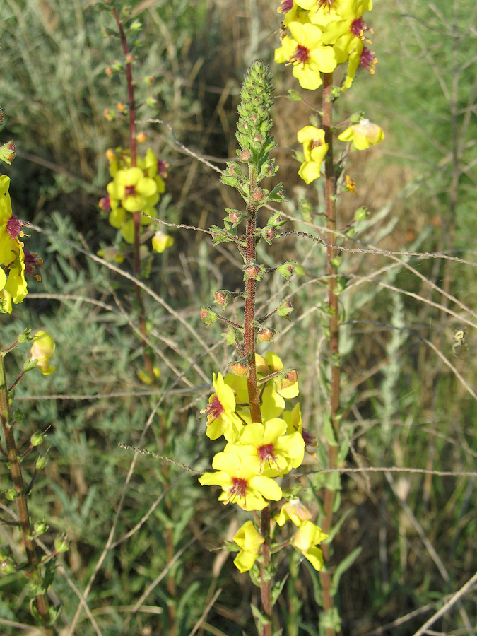 Image of Verbascum blattaria specimen.