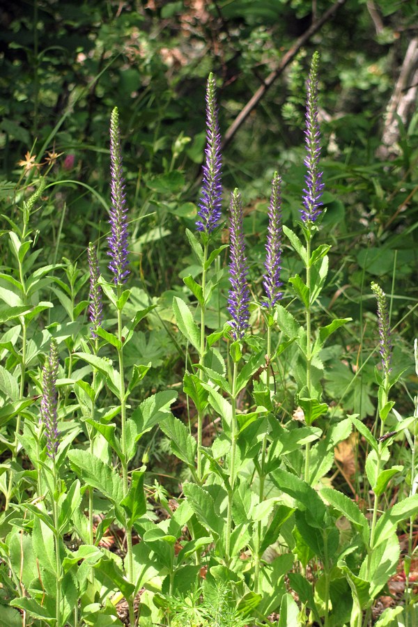 Image of Veronica steppacea specimen.