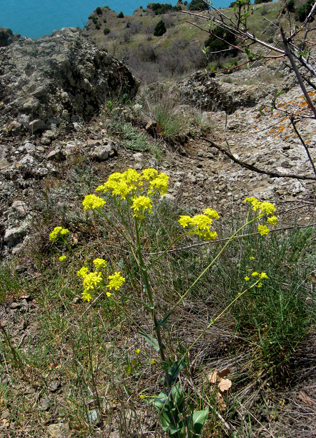 Image of Isatis tinctoria specimen.