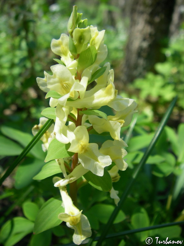 Image of Corydalis marschalliana specimen.