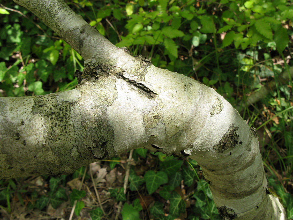 Image of Sorbus torminalis specimen.