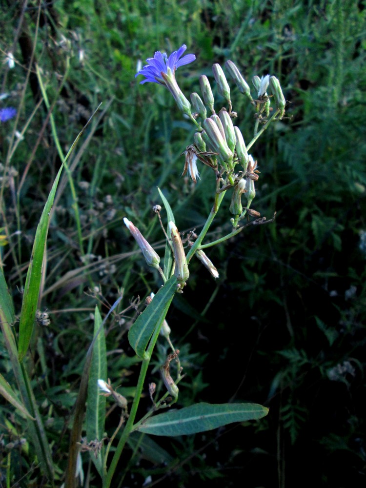 Image of Lactuca tatarica specimen.