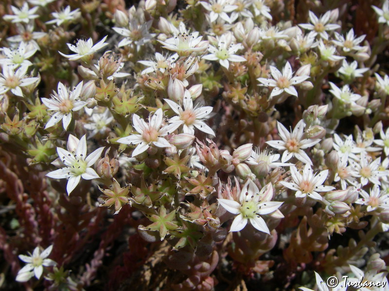 Image of Sedum hispanicum specimen.