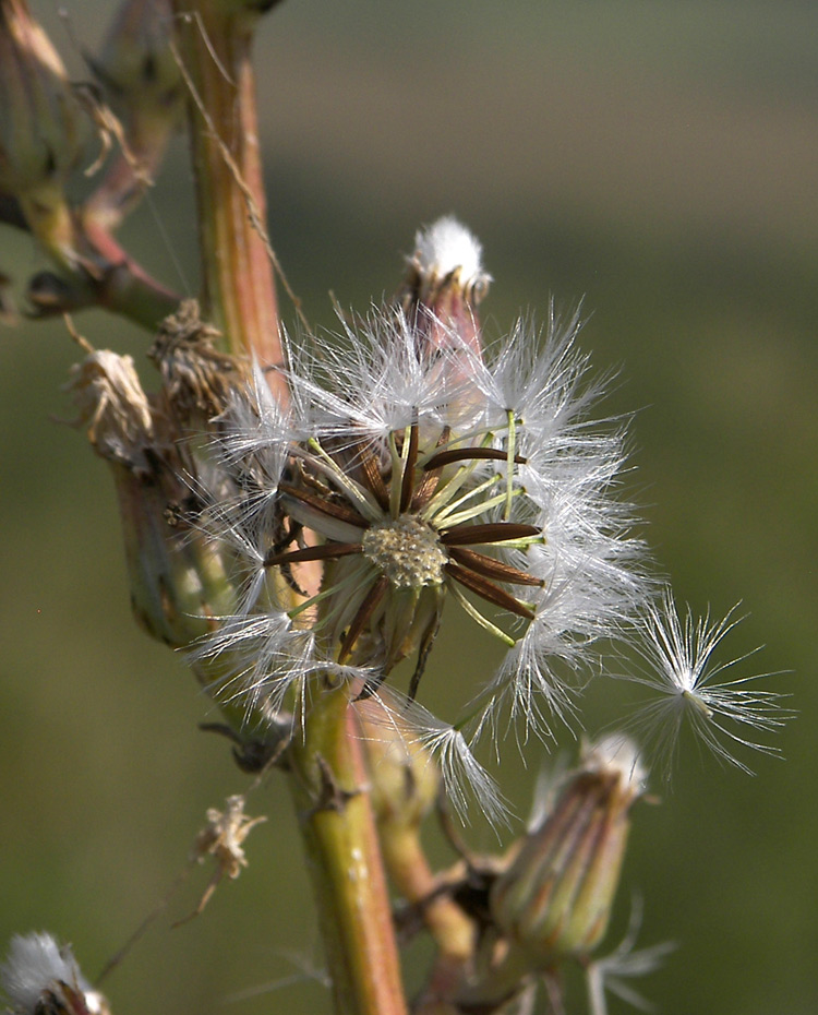 Изображение особи Crepis pannonica.