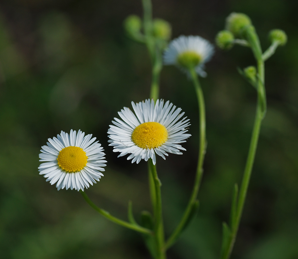 Image of Erigeron annuus specimen.