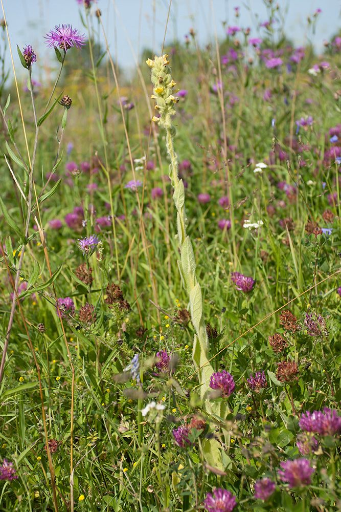 Изображение особи Verbascum thapsus.