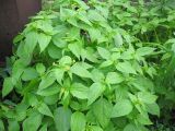 Смотреть изображение Galinsoga parviflora