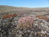 Смотреть изображение Loiseleuria procumbens