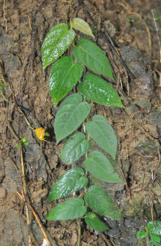 Image of Ficus villosa specimen.