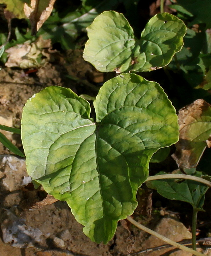 Image of Viola canadensis specimen.