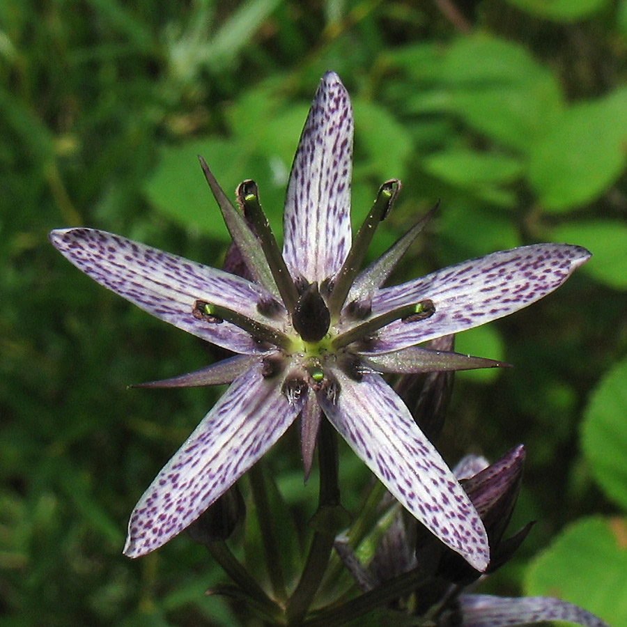 Image of Swertia perennis specimen.