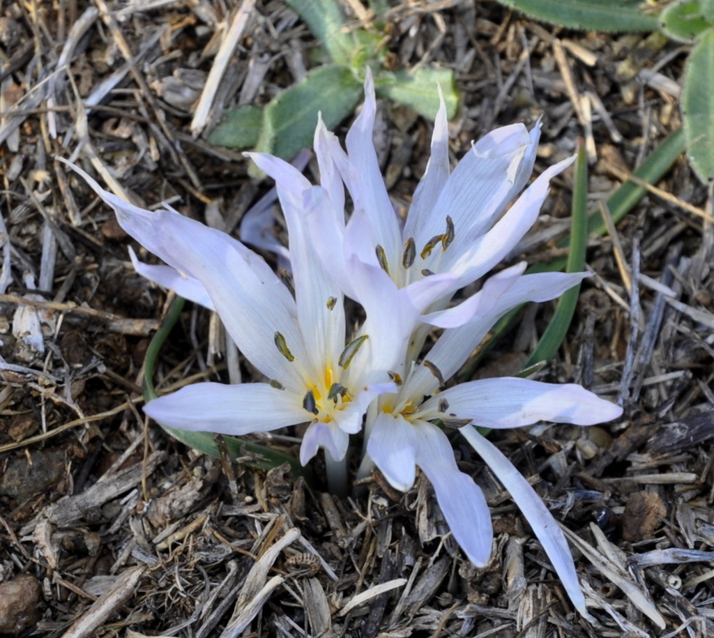 Image of Colchicum chimonanthum specimen.