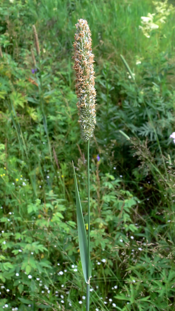 Image of Phleum pratense specimen.