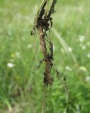 Alyssum gmelinii. Корневая система. Белгородская обл., Губкинский р-н, запов. \"Белогорье\", \"Ямская степь\". 14 июня 2009 г.