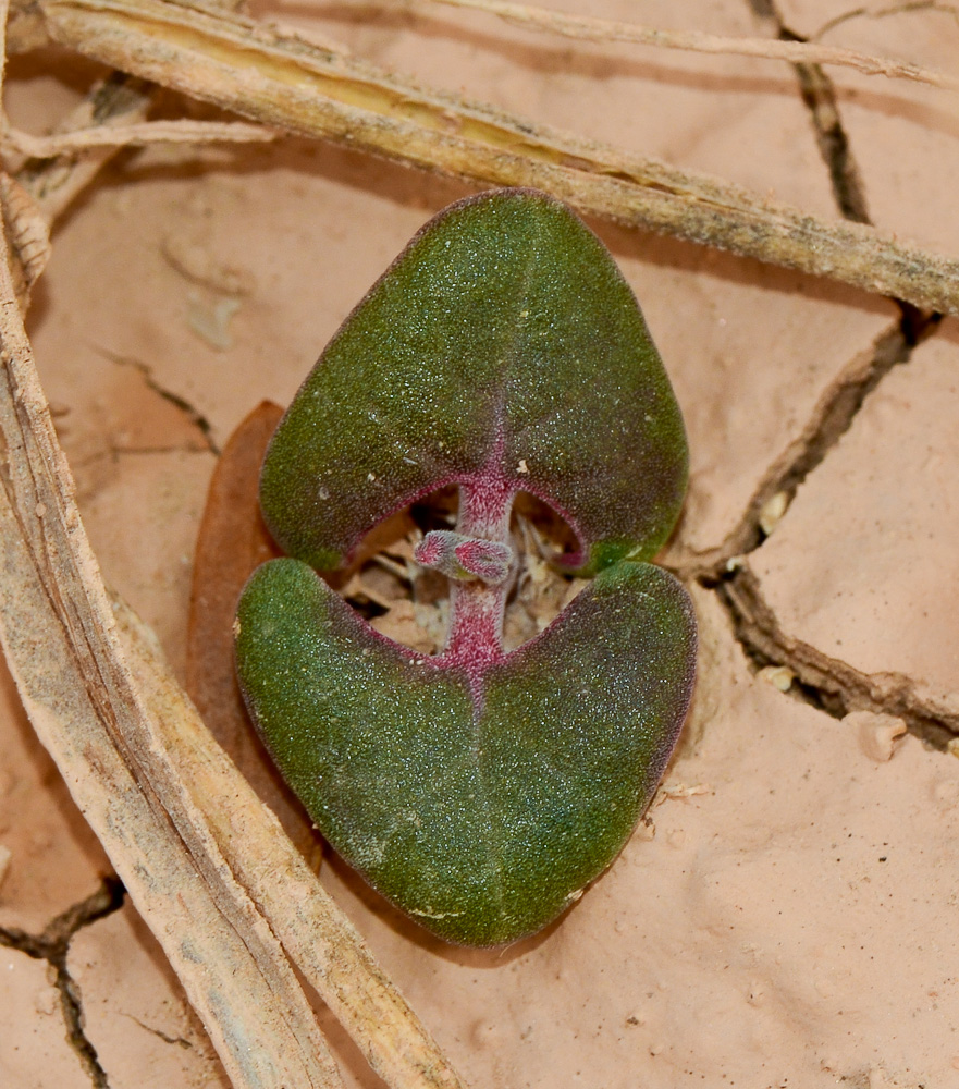 Image of Blepharis attenuata specimen.