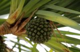 genus Pandanus