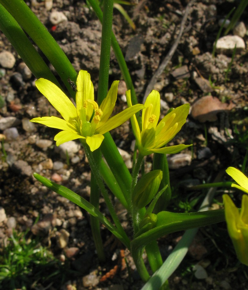 Image of Gagea liotardii specimen.