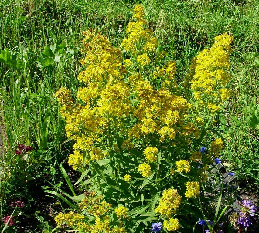 Image of Solidago virgaurea ssp. dahurica specimen.