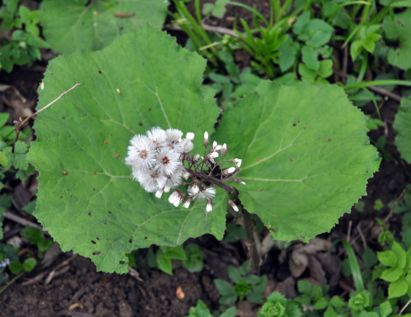 Image of Petasites hybridus specimen.