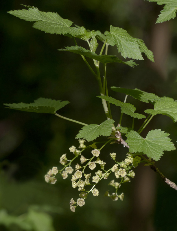 Изображение особи Ribes rubrum.