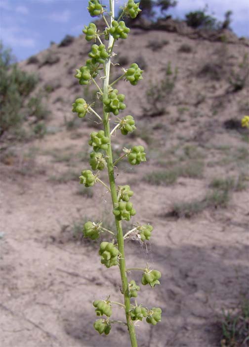 Изображение особи Reseda globulosa.