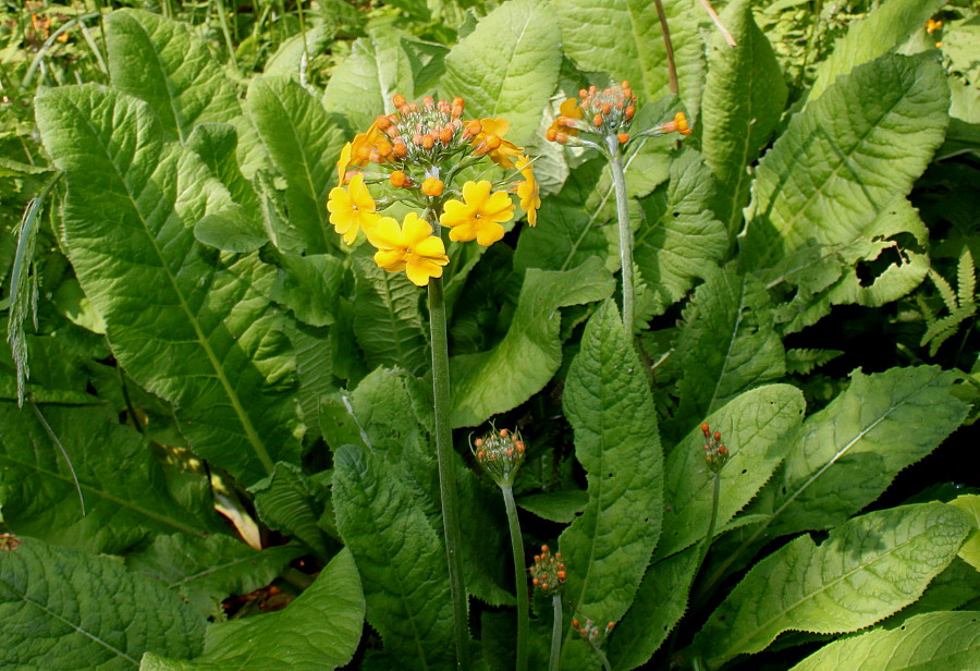 Image of Primula bulleyana specimen.