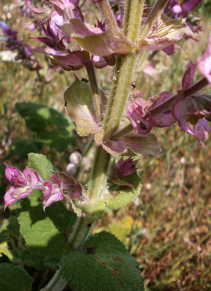 Изображение особи Salvia sclarea.