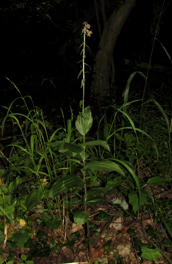 Изображение особи Epipactis helleborine.