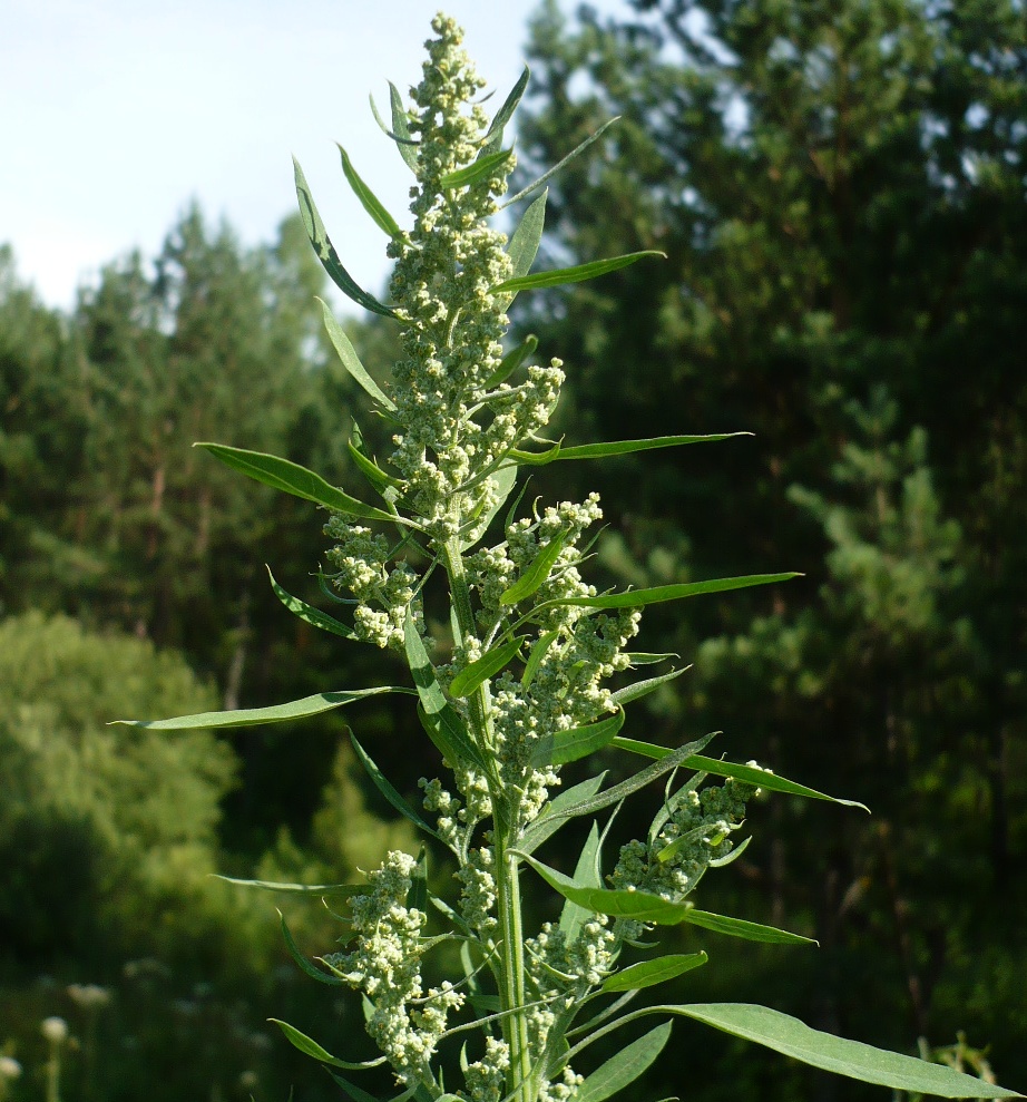 Изображение особи род Chenopodium.