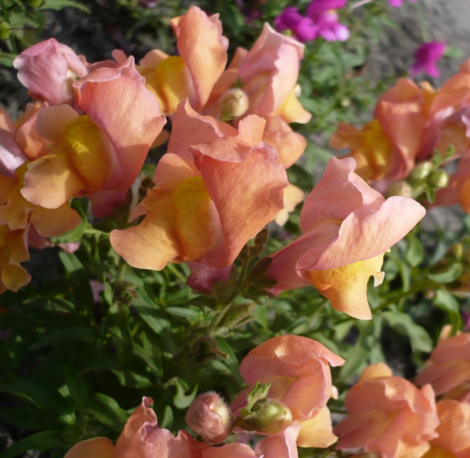 Изображение особи Antirrhinum majus.