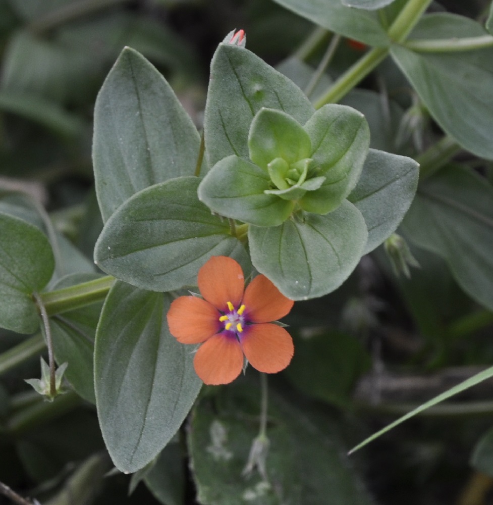 Image of Anagallis arvensis specimen.