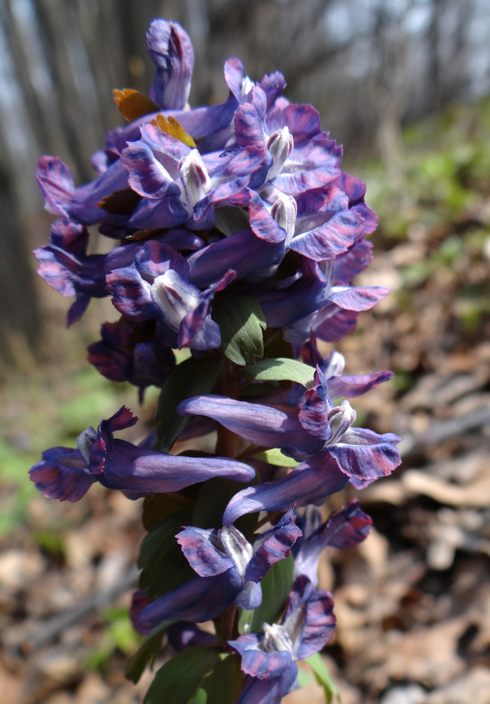 Изображение особи Corydalis solida.