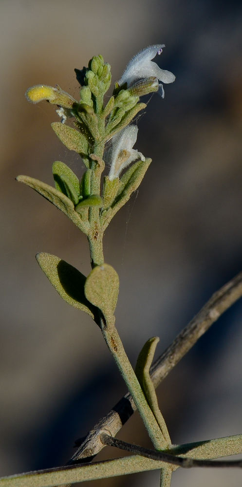 Изображение особи Micromeria fruticosa.