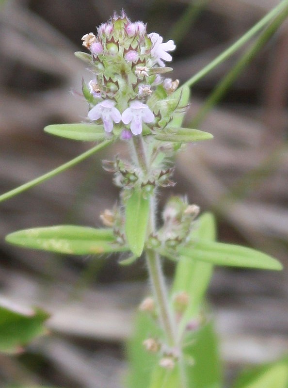 Image of Thymus marschallianus specimen.