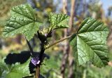 Malva verticillata variety neuroloma