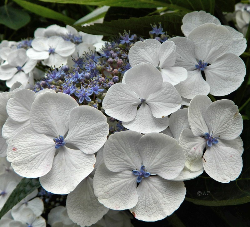 Image of Hydrangea macrophylla ssp. serrata specimen.