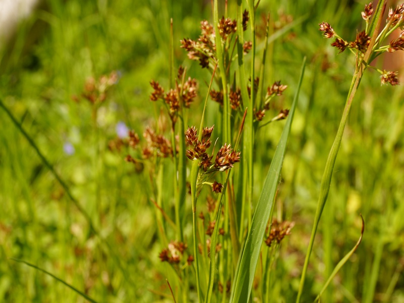 Image of Luzula pallescens specimen.