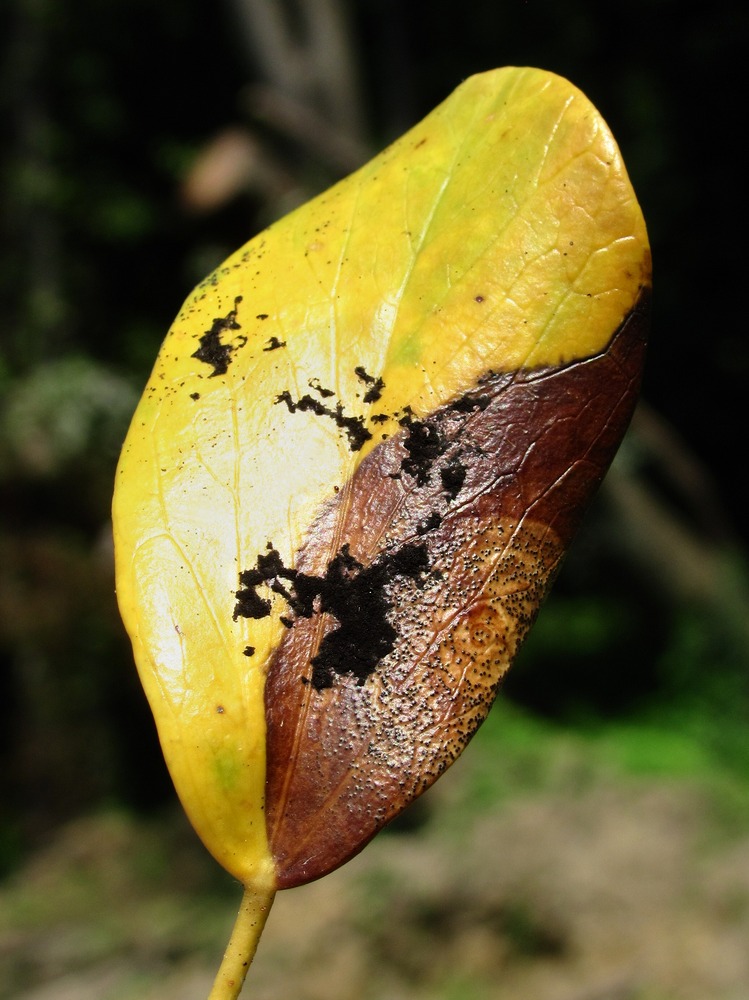 Image of Hedera colchica specimen.