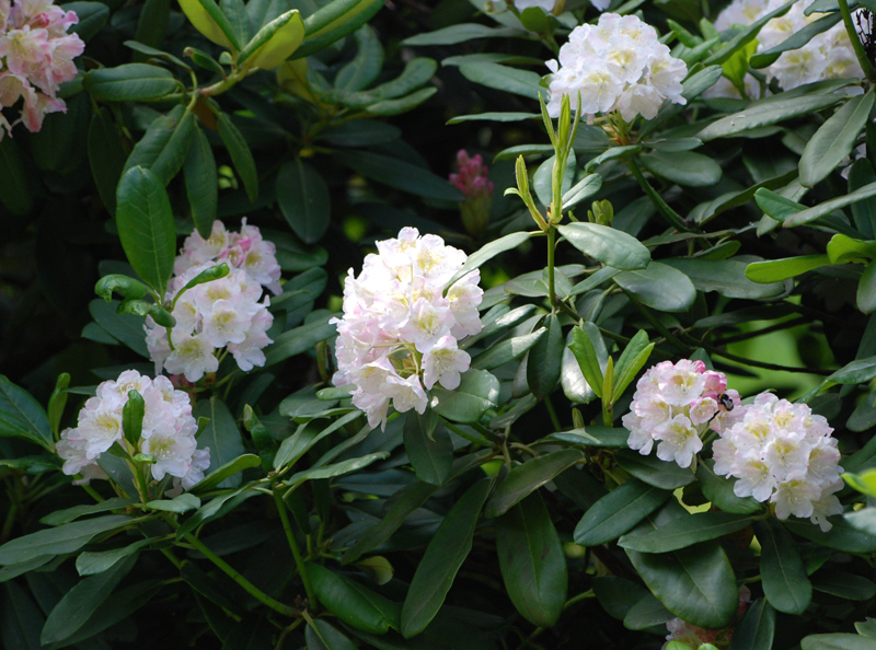 Image of Rhododendron brachycarpum specimen.