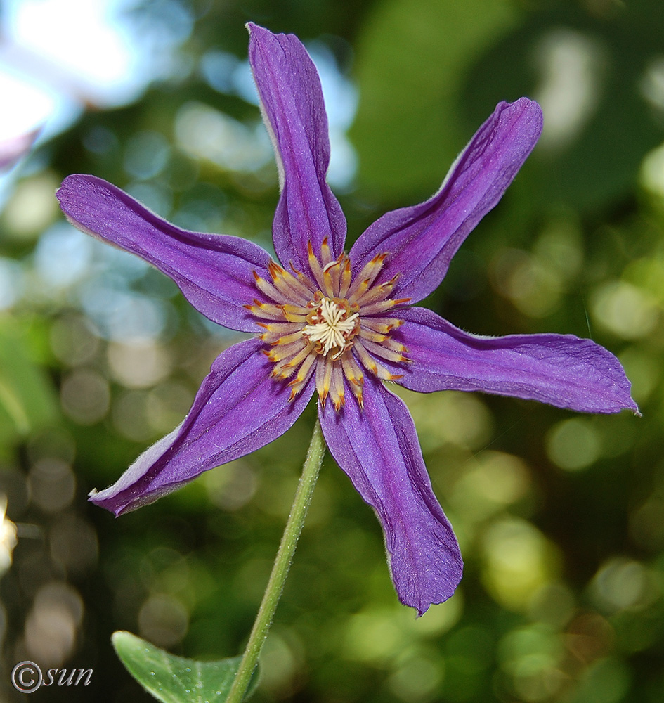 Image of Clematis &times; jackmanii specimen.