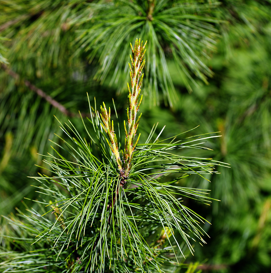 Изображение особи Pinus sibirica.