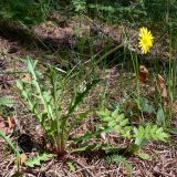 Taraxacum marklundii. Цветущее растение. Свердловская обл., окр. г. Североуральск, лиственнично-сосновый лес. 03.06.2014.