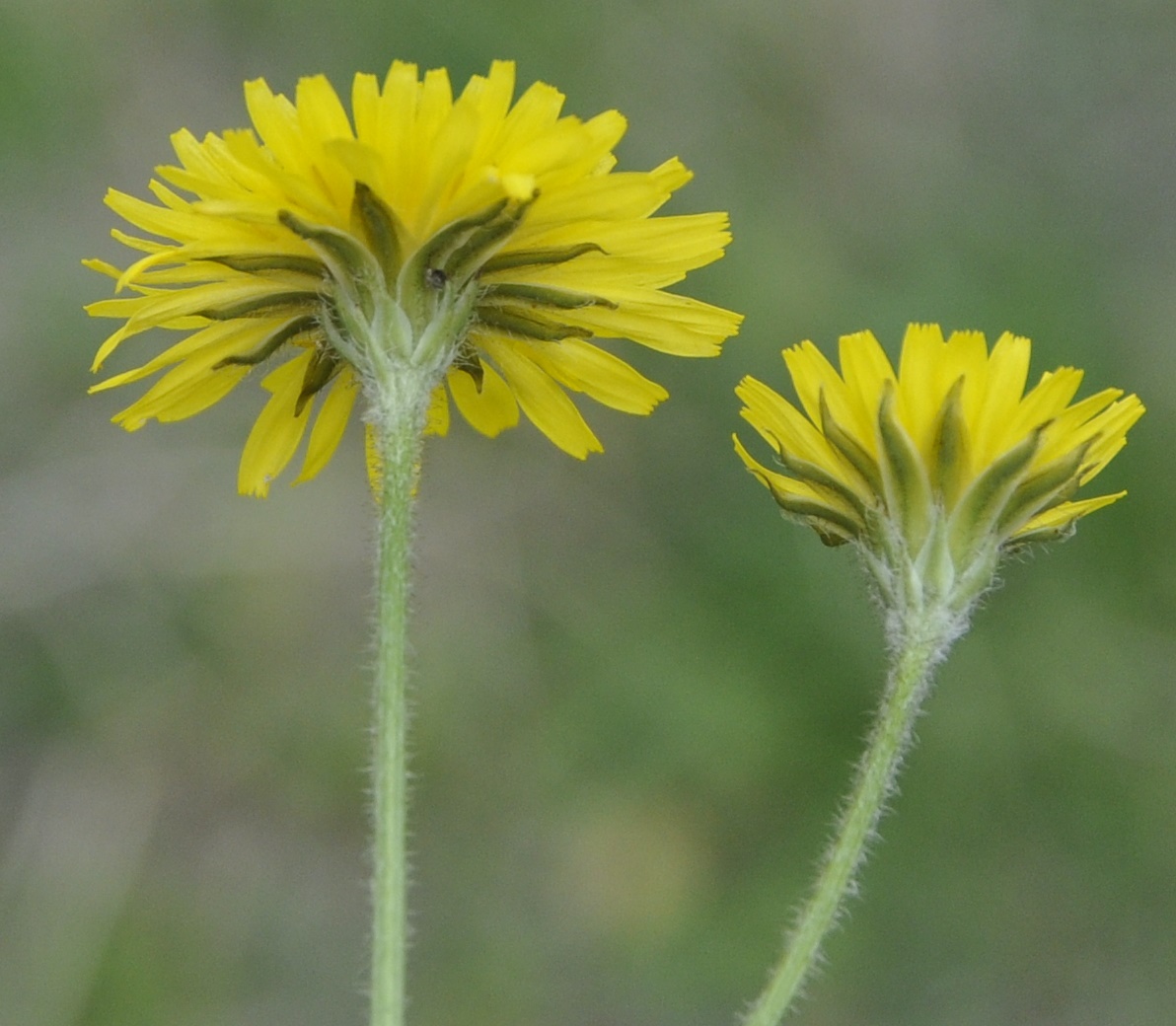 Image of Lagoseris sancta specimen.