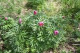 Paeonia anomala. Цветущие растения. Восточный Казахстан, Глубоковский р-н, окр. с. Тарханка, склон сопки. 20.05.2011.